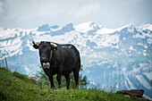 Schweiz, Wallis, Val d'Anniviers, die grösste Kuhherde der Herens Eidgenossenschaft auf der Wiese von Tracuit