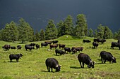 Schweiz, Wallis, Val d'Anniviers, die grösste Kuhherde der Herner Eidgenossenschaft auf der Alp du Tracuit kurz vor dem Sturm