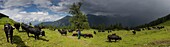 Schweiz, Wallis, Val d'Anniviers, Panoramablick auf die grösste Kuhherde der Herens Eidgenossenschaft auf der Wiese von Tracuit kurz vor dem Sturm
