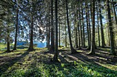 France, Haute Savoie, massif des Bornes, Glieres plateau, morning light in the forest