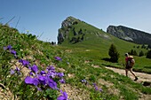 France, Haute Savoie, massif des Bornes, plateau des Glieres, hiking view on the rock Parnal and the mountain of Tampes from the pass of Ebat and flowers of thoughts