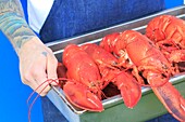 Canada, New Brunswick, Acadie, Moncton, Little Louis restaurant, lobster