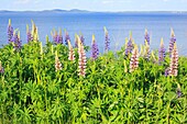 Canada, New Brunswick, Charlotte County, Chamcook, Ministers Island, Lupine (Lupine) with the Passamaquoddy Bay in the background