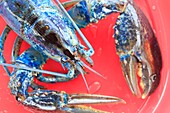 Canada, New Brunswick, Acadie, Miscou, return of lobster fishery, blue lobster (Homarus americanus) due to a genetic mutation