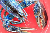 Kanada, New Brunswick, Acadie, Miscou, Wiederaufnahme der Hummerfischerei, Blauer Hummer (Homarus americanus) aufgrund einer genetischen Mutation