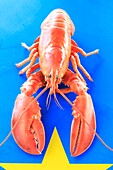 Canada, New Brunswick, Acadie, tasting a lobster
