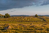 Frankreich, Lozere, Regionaler Naturpark Aubrac, Marchastel, Nasbinals