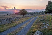 France, Lozere, Aubrac Regional Nature Park, Marchastel, Nasbinals