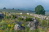 France, Lozere, Aubrac Regional Nature Park, Marchastel, Nasbinals