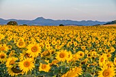 France, Puy de Dome, sunflower field near Billom, Chaine des Puys, area listed as World Heritage by UNESCO, Regional Natural Park of the Auvergne Volcanoes