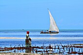 Tanzania, Zanzibar, Jambiani, woman collecting seaweeds