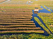 Myanmar (Burma), Shan State, Inle Lake, Kela Floating Gardens (aerial view)