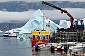 Greenland, west coast, Uummannaq, fishing boat unloading in port and icebergs in the background