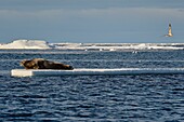 Grönland, Nordwestküste, Smith-Sund nördlich der Baffin Bay, Bartrobbe (Erignathus barbatus) auf einem abgebrochenen Stück arktischen Meereises liegend