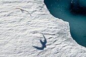 Grönland, Nordwestküste, Smith-Sund, Eissturmvogel (Fulmarus glacialis) fliegt über die Eisscholle