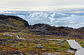 Grönland, Westküste, Diskobucht, Ilulissat, von der UNESCO zum Weltnaturerbe erklärter Eisfjord, der die Mündung des Sermeq-Kujalleq-Gletschers (Jakobshavn-Gletscher) ist, Wanderung auf dem Holzsteg zur Sermermiut-Stätte