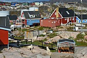 Greenland, west coast, Disko Bay, Ilulissat, very diverse habitat, sled dogs and cod dryer