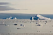 Greenland, west coast, giant icebergs in Disko Bay off Ilulissat