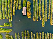 Myanmar (Burma), Shan State, Inle Lake, Kela Floating Gardens (aerial view)