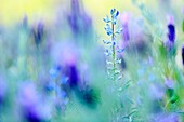 France, Corse du Sud, Pianotolli Cardarello, flowers