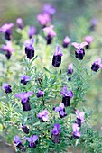 France, Corse du Sud, Porto Vecchio, butterfly lavender (lavandula stoechas)