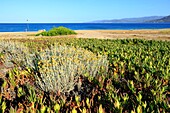 France, Corse du Sud, Propriano, Capu Laurosu Beach