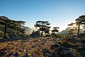 France, Corse du Sud, Quenza, Needles of Bavella from the Col de Bavella, Laricio de Corsica pine (Pinus nigra corsicana)