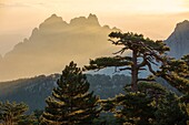France, Corse du Sud, Quenza, Needles of Bavella from the Col de Bavella, Laricio de Corsica pine (Pinus nigra corsicana)