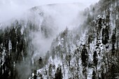 Frankreich, Haut Rhin, Hautes Vosges, Col de la Schlucht, Hohneck-Massiv, Naturschutzgebiet Frankenthal Missheimle, Geröllwald, Gletscherkreis