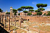 Italy, Lazio, Rome, Forum of Caesar, the temple of Venus Genitrix
