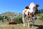 Frankreich, Hautes Alpes, Haut Champsaur, Ancelle, Col de Moissiere, Kühe in Freiheit auf einer Hochgebirgsweide