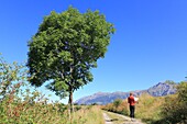 France, Hautes Alpes, Haut Champsaur, Ancelle, hiker