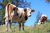 France, Hautes Alpes, Haut Champsaur, Ancelle, Col de Moissiere, cows at liberty in high mountain pastures