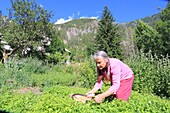 Frankreich, Hautes Alpes, Champsaur, Champoleon, Bauernhof von Maurice Tardieu, Sylvie Tardieu erntet Zitronenmelisse aus ihrem Garten für Kräutertees