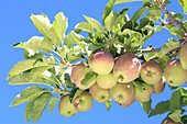 France, Hautes Alpes, Buëch country, Laragne Monteglin, Illy farm, apple orchard gala bios (apples from the Alpes de Haute Durance)