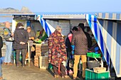 France, Ille et Vilaine, Emerald Coast, Cancale, oyster market on the seafront