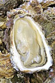 France, Ille et Vilaine, Emerald Coast, Cancale, wild oyster