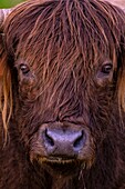 Frankreich, Landes, Arjuzanx, das auf dem Gelände eines ehemaligen Braunkohleabbaus entstandene nationale Naturschutzgebiet Arjuzanx beherbergt Kraniche und die aus dem schottischen Hochland stammende Hochlandkuh