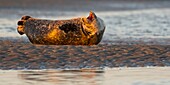 Frankreich, Pas de Calais, Cote d'Opale, Authie Bay, Berck sur mer, Seehund (Phoca vitulina) bei Ebbe auf einer Sandbank ruhend