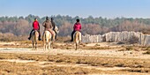 France, Somme, Bay of Somme, Natural Reserve of the Bay of Somme, Le Crotoy, Beaches of Maye, Riders come to practice riding in the Bay of Somme in the natural reserve