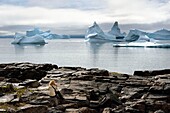 Greenland, west coast, Disko Island, Qeqertarsuaq village bay, hiker on the rocks and icebergs in the background