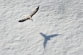 Grönland, Nordwestküste, Smith-Sund, Eissturmvogel (Fulmarus glacialis) fliegt über die Eisscholle