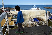 Greenland, west coast, Baffin Bay, Upernavik, young Inuit man showing a skin of a polar bear hunted by his father