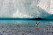 Greenland, west coast, Disko Bay, Ilulissat, icefjord listed as World heritage by UNESCO that is is the mouth of the Sermeq Kujalleq Glacier, Northern Fulmar (Fulmarus glacialis)