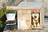 Greenland, west coast, Disko Bay, Ilulissat, sled dog in its kennel