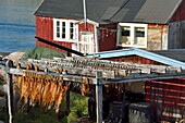 Greenland, west coast, Disko Bay, Ilulissat, cod dryer