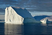 Grönland, Westküste, Diskobucht, Ilulissat, riesige Eisberge im Eisfjord, der von der UNESCO zum Weltkulturerbe erklärt wurde