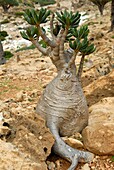 Jemen, Gouvernement Sokotra, Insel Sokotra, von der UNESCO in die Liste des Welterbes aufgenommen, Naturreservat Homhil, Adenium, Wüstenrose (Adenium obesum subsp socotranum)