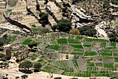 Yemen, Amran Governorate, terrace farming