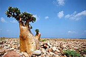 Jemen, Gouvernement Sokotra, Insel Sokotra, von der UNESCO zum Welterbe erklärt, Adenium, Wüstenrose (Adenium obesum subsp socotranum)